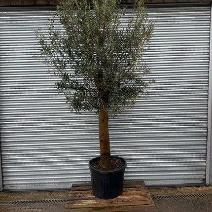 Collection image for: Olive Trees - XL Tall Trees