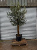 Olive Trees - XL Tall Trees