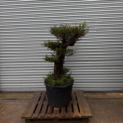 5ft Cloud Olive Tree