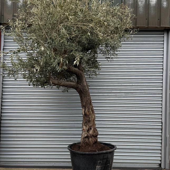 11-12ft XL Ancient Olive Tree