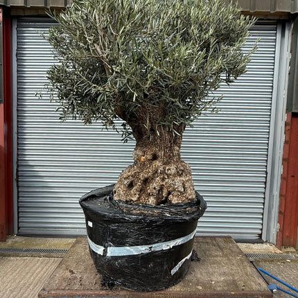 Ancient Gnarled 8-9ft Olive Tree XXL