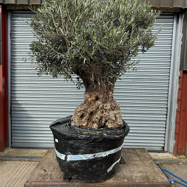 Ancient Gnarled 8-9ft Olive Tree XXL