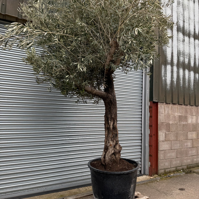 11-12ft XL Ancient Olive Tree