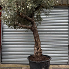 Ancient Olive Tree XL