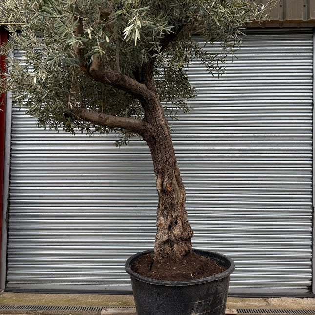 11-12ft XL Ancient Olive Tree