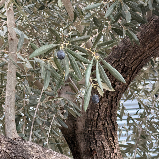 11-12ft XL Ancient Olive Tree