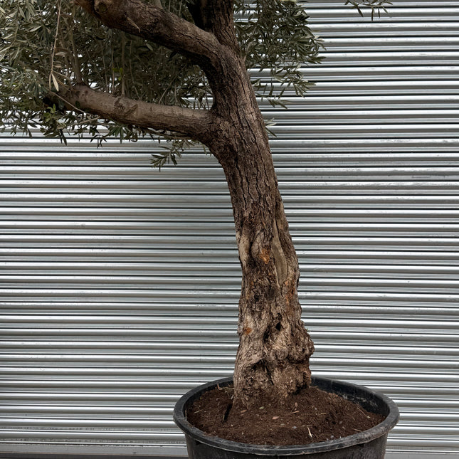 11-12ft XL Ancient Olive Tree