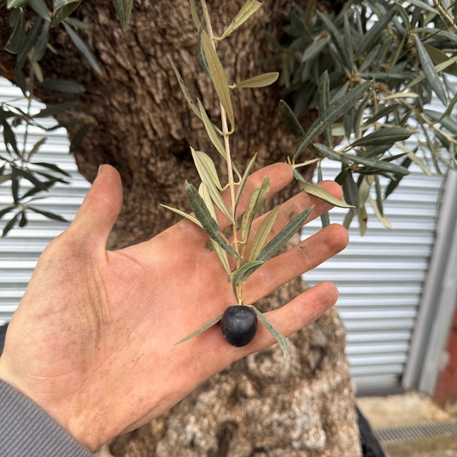 Ancient Gnarled 8-9ft Olive Tree XXL
