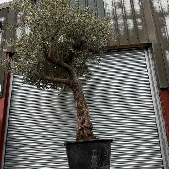 11-12ft XL Ancient Olive Tree