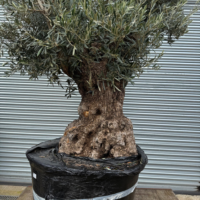 Ancient Gnarled 8-9ft Olive Tree XXL