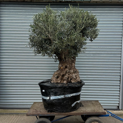 Olive tree in a pot on a cart with a metal shutter background