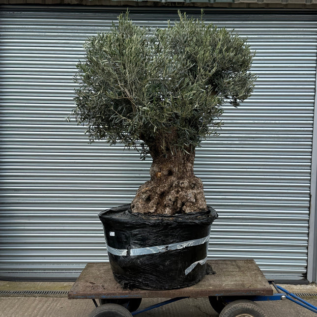 Olive tree in a pot on a cart with a metal shutter background